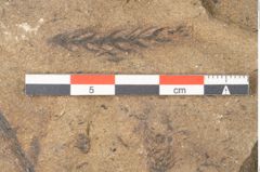 Foto (Detailansicht) von Walchia piniformis Sternbg. (NHMW-GEO-2024-0188-11125)